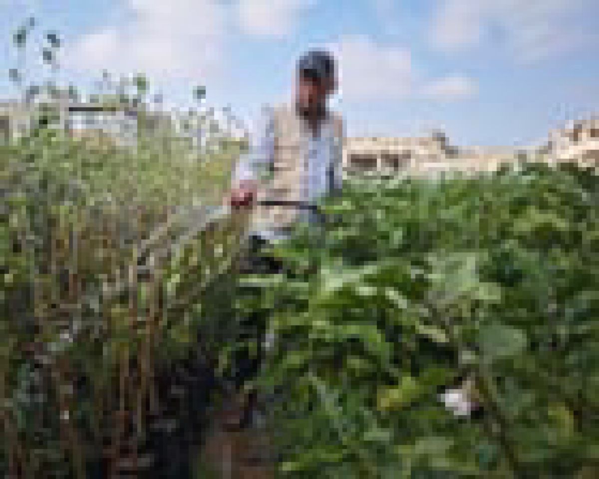 Petani Gaza Garap Lahan Sisa demi Bertahan Hidup di Tengah Perang